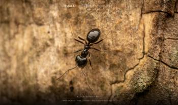 Black garden ant