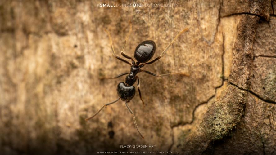 My view of the real world: 'Black garden ant'