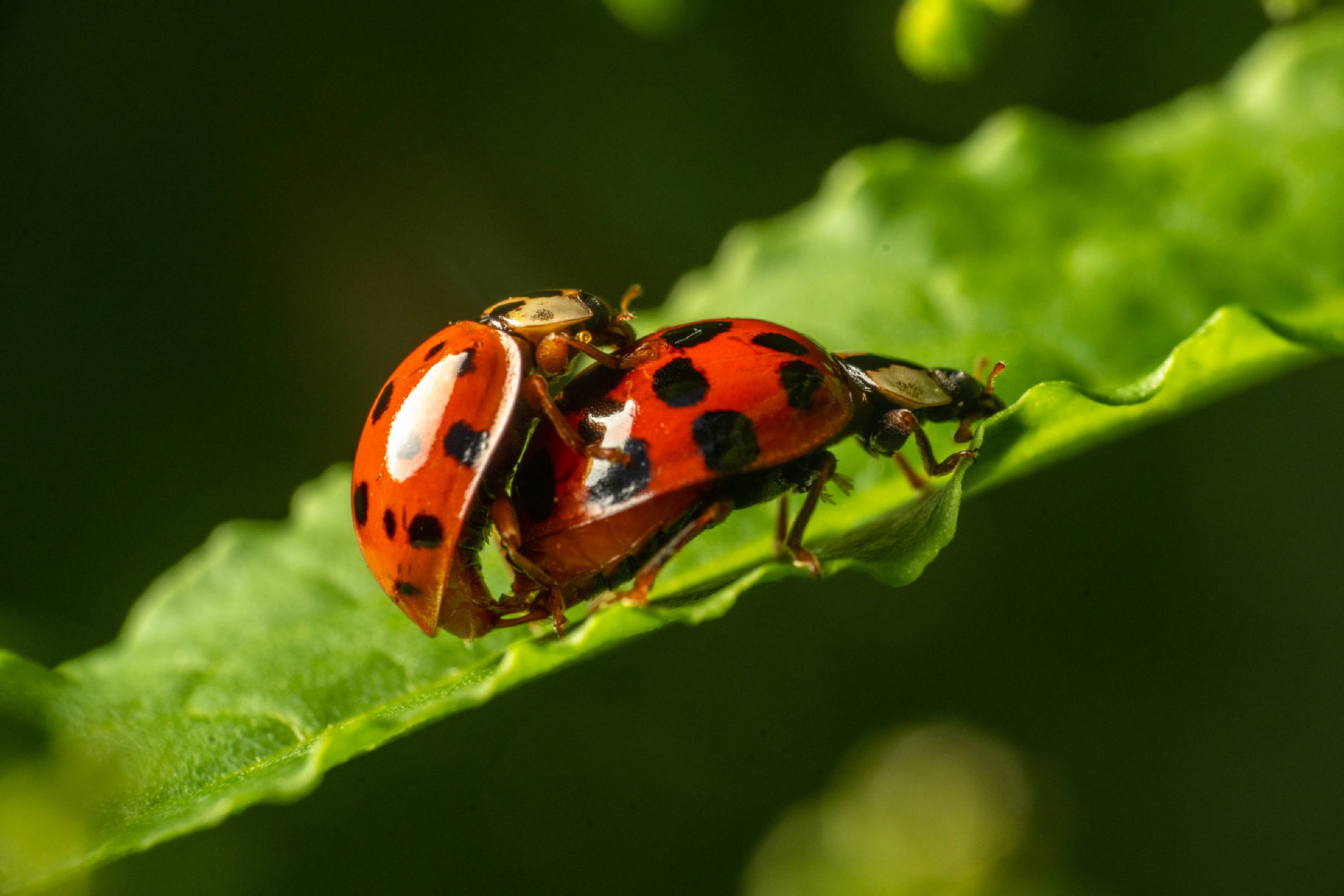 Asian Lady Beetle