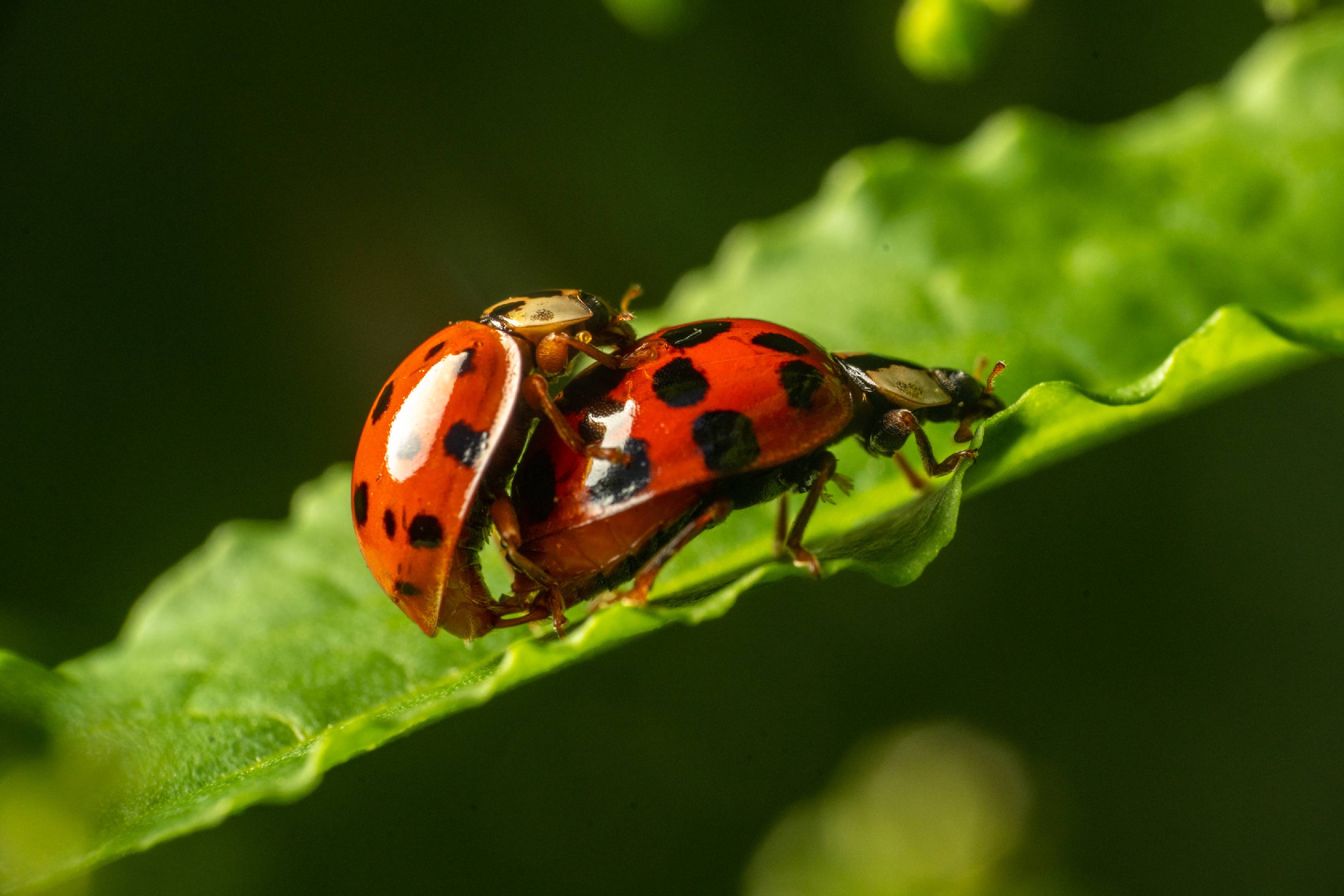 Asian Lady Beetle | Asian Lady Beetle