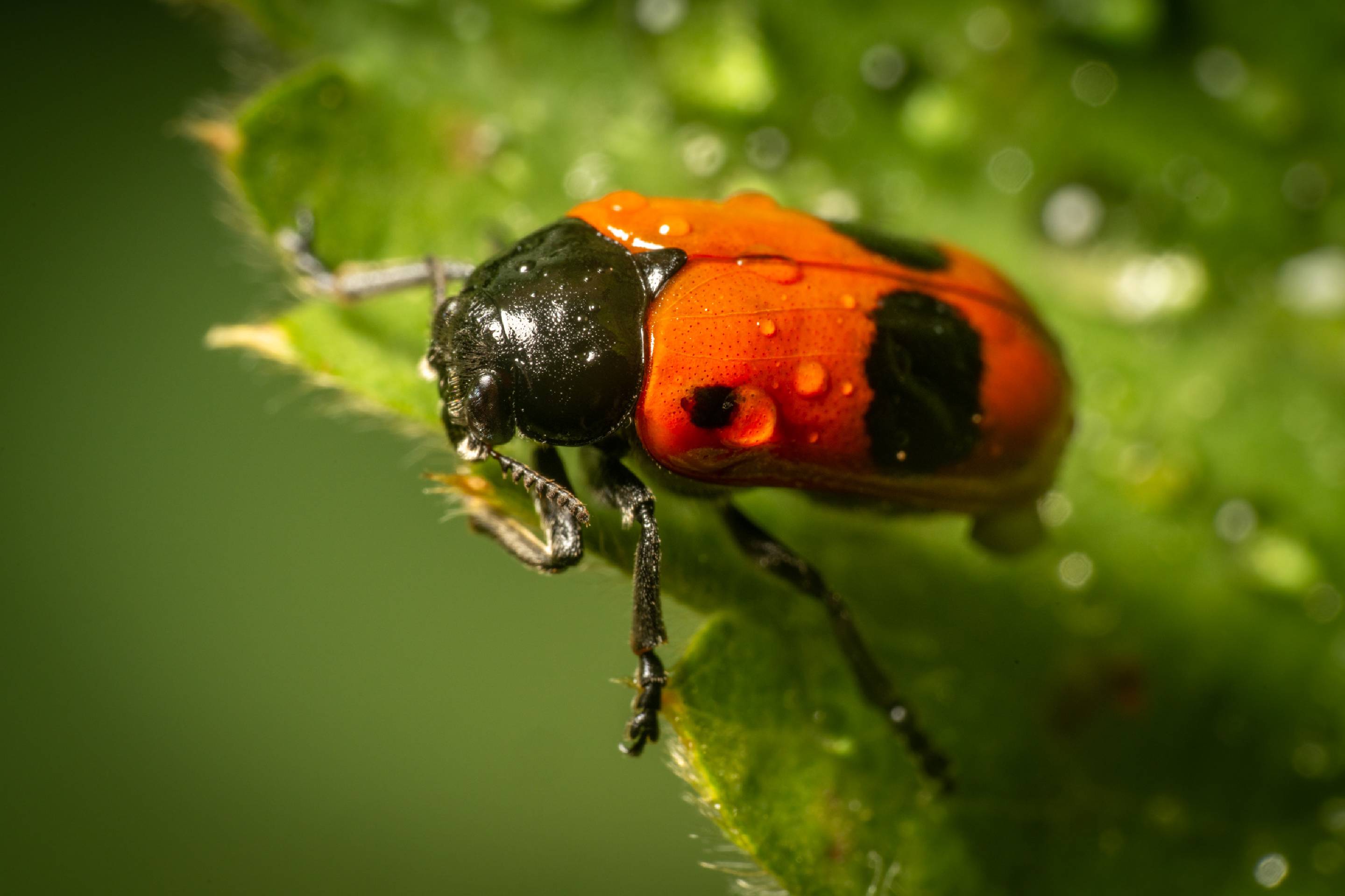 Clytra laeviuscula