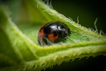 Pine Ladybird