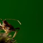 Ant Damselbug