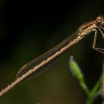 Common Winter Damselfly