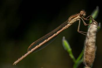 Common Winter Damselfly