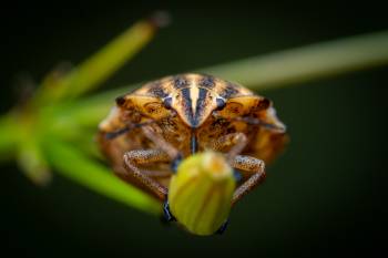 Dock Leaf Bug