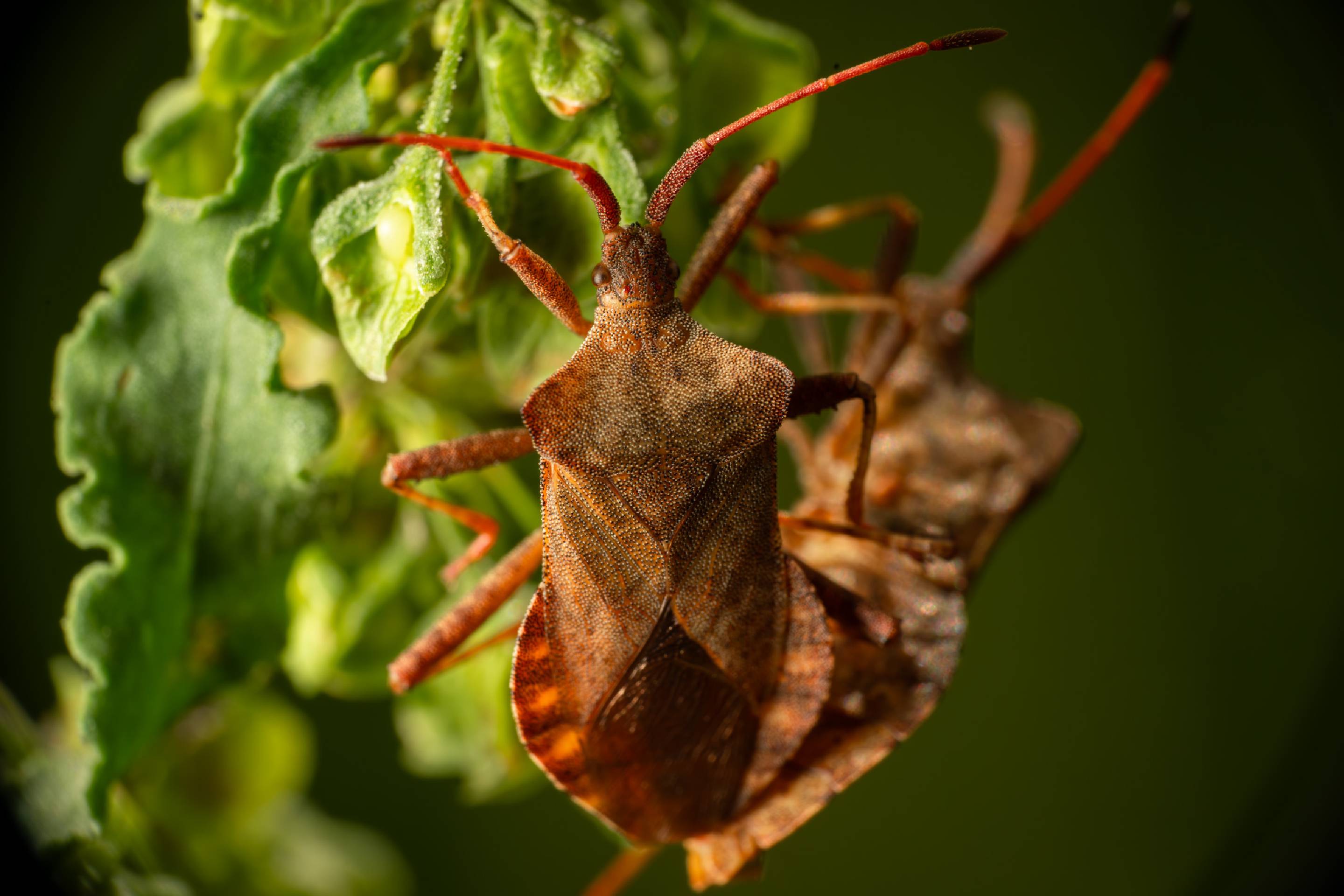 Dock Bug