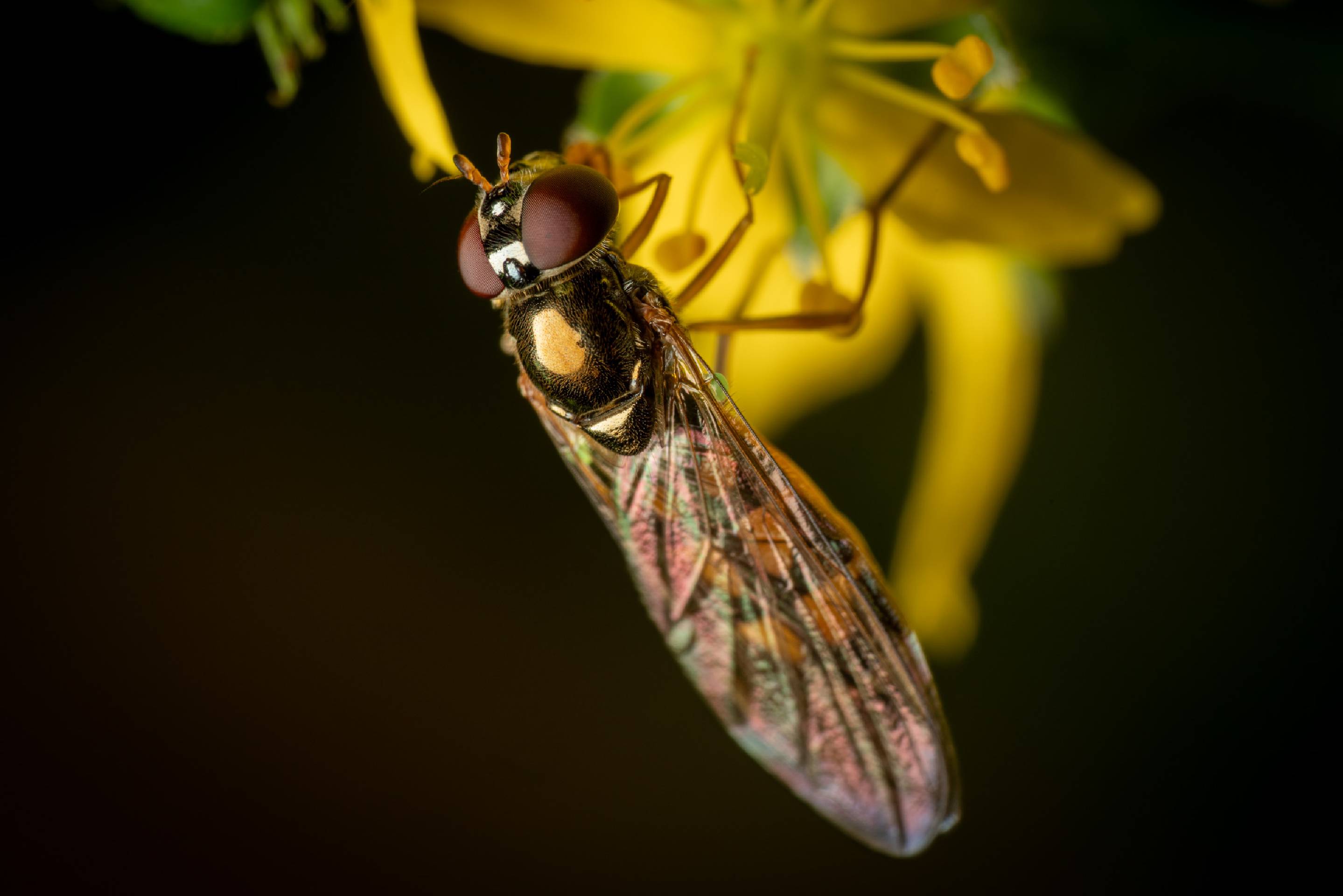 Variable Duskyface Fly