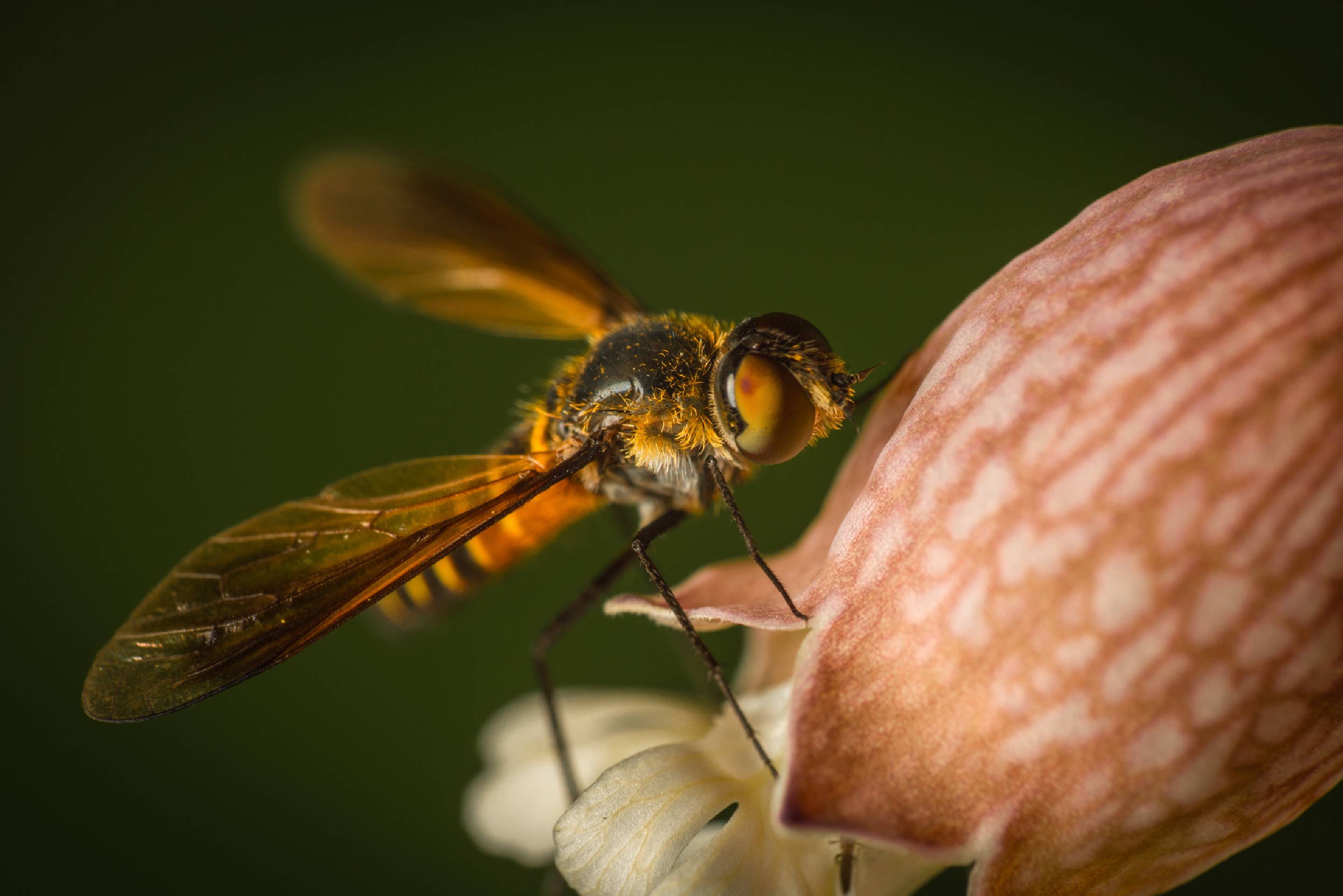 Lomatia lateralis