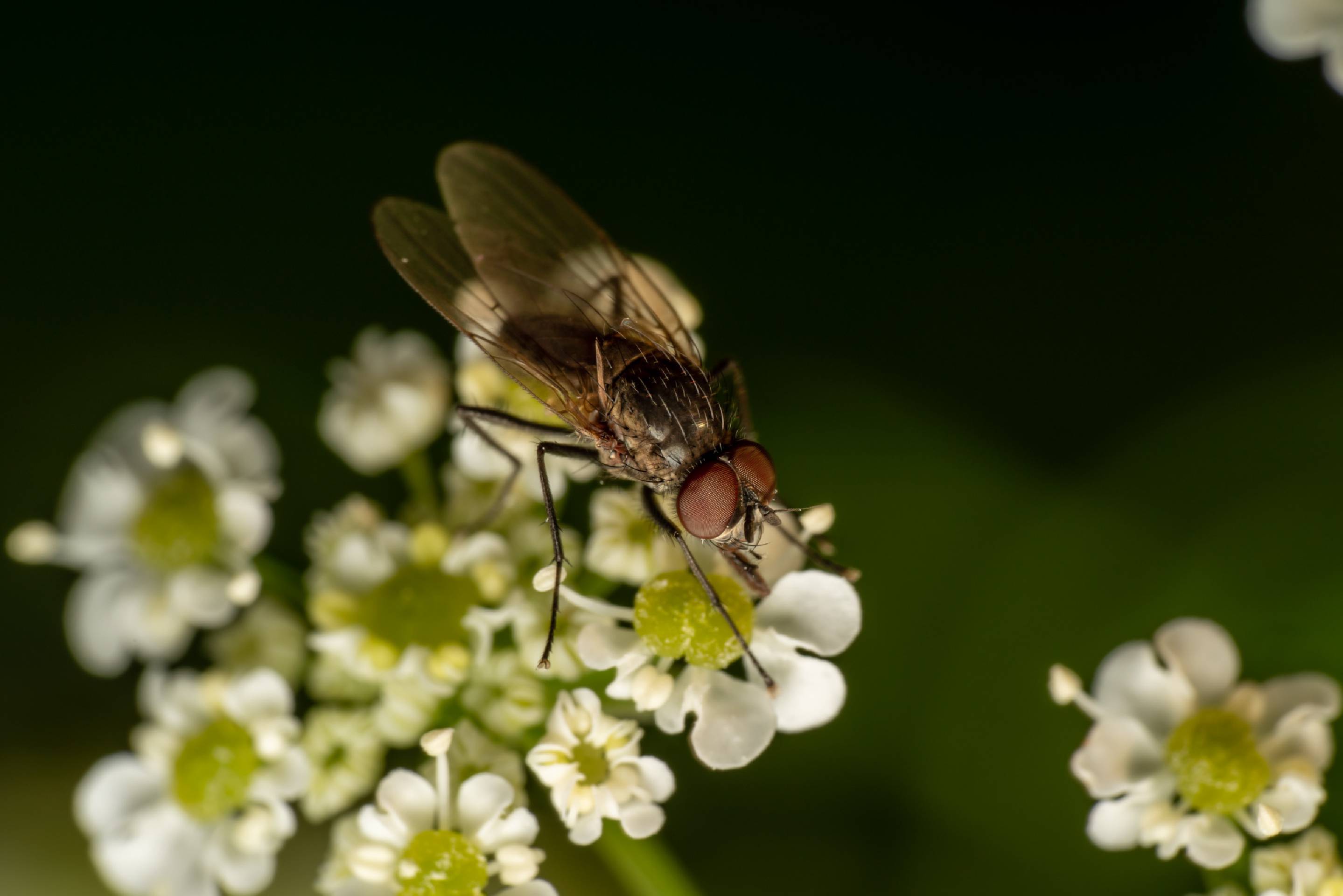 Common Flesh Fly