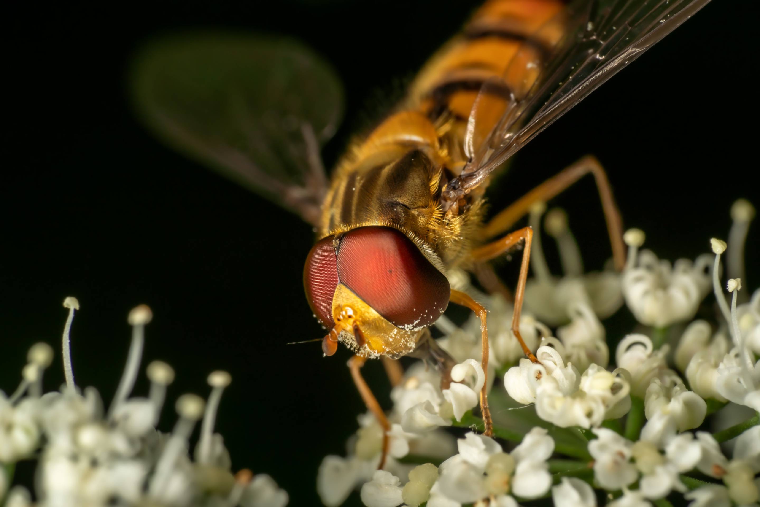 Marmalade Hover Fly