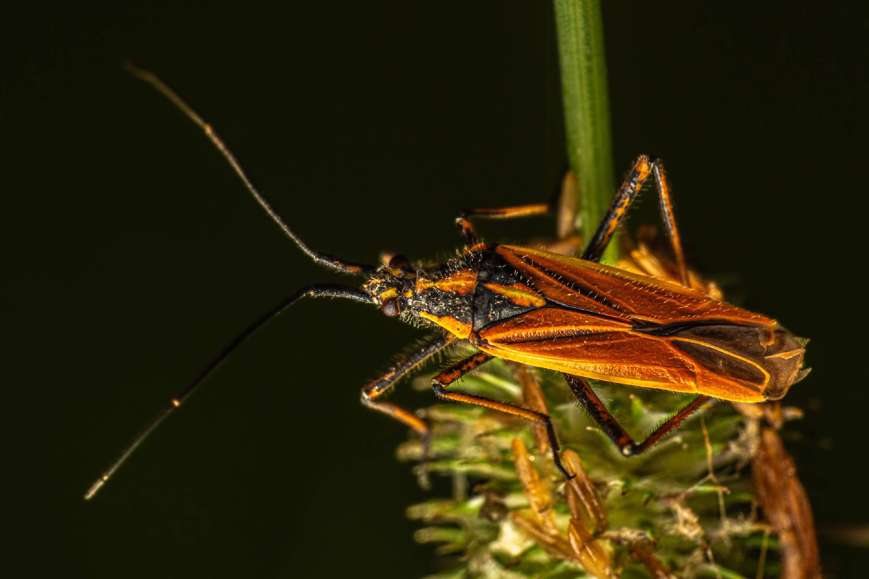 Meadow Plant Bug