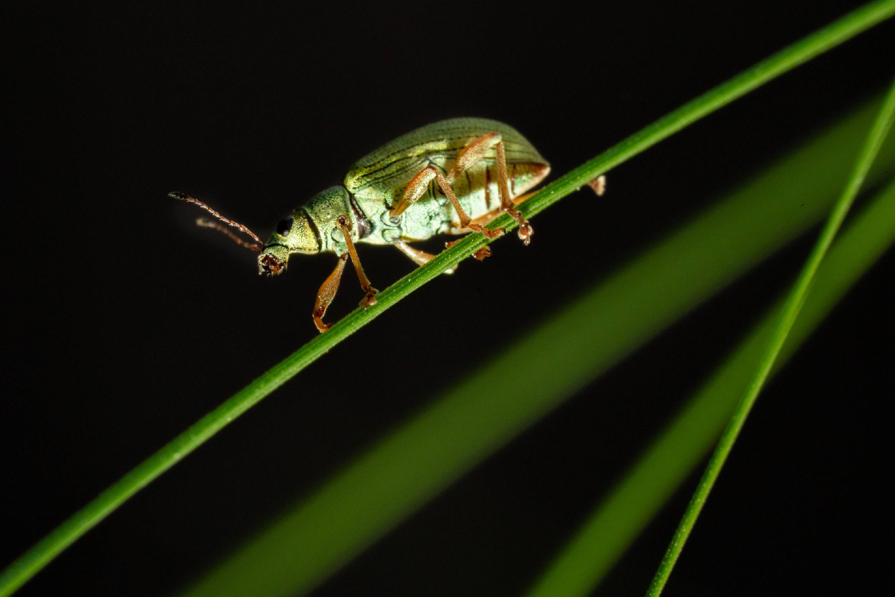 Green Immigrant Leaf Weevil