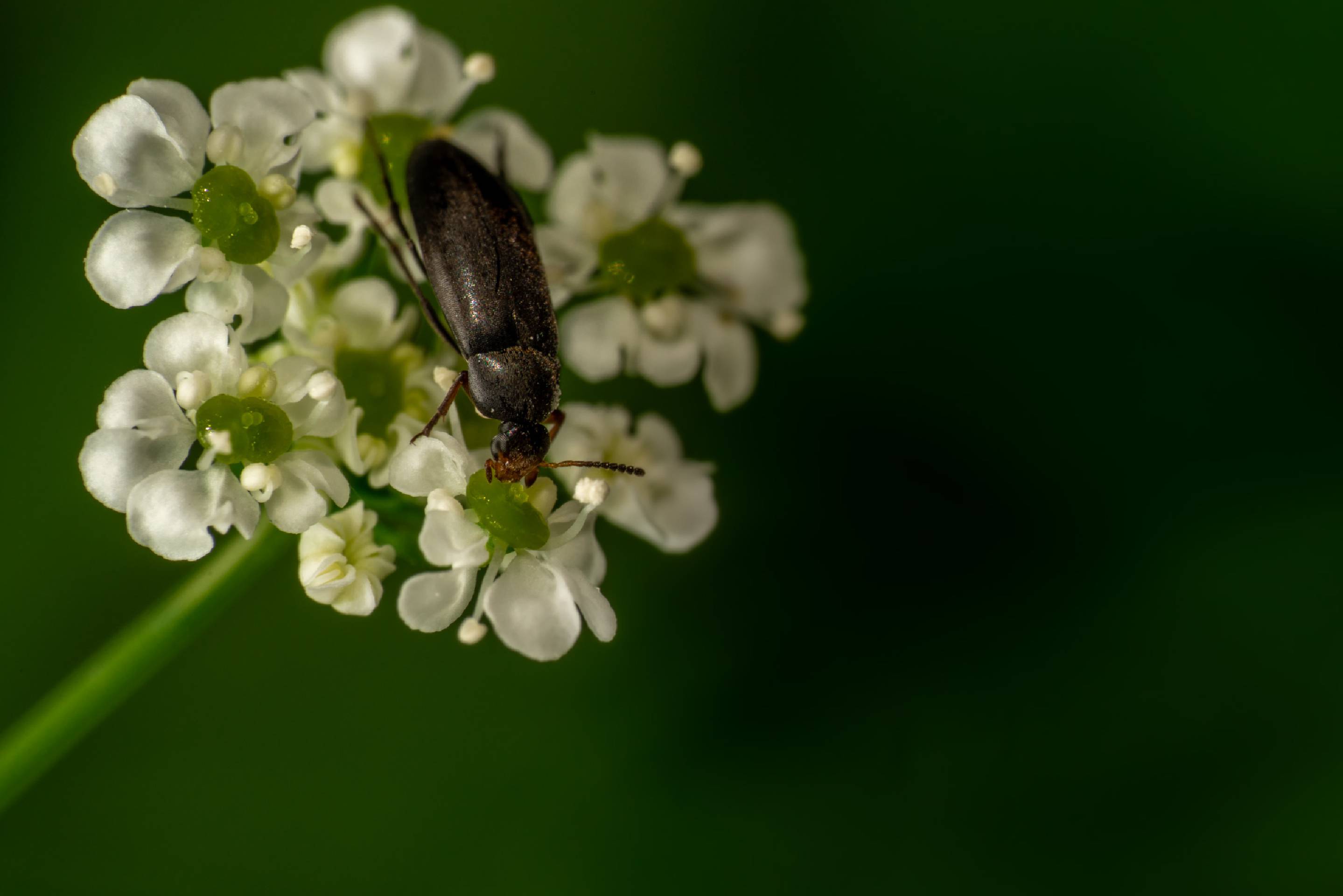 Anaspis frontalis