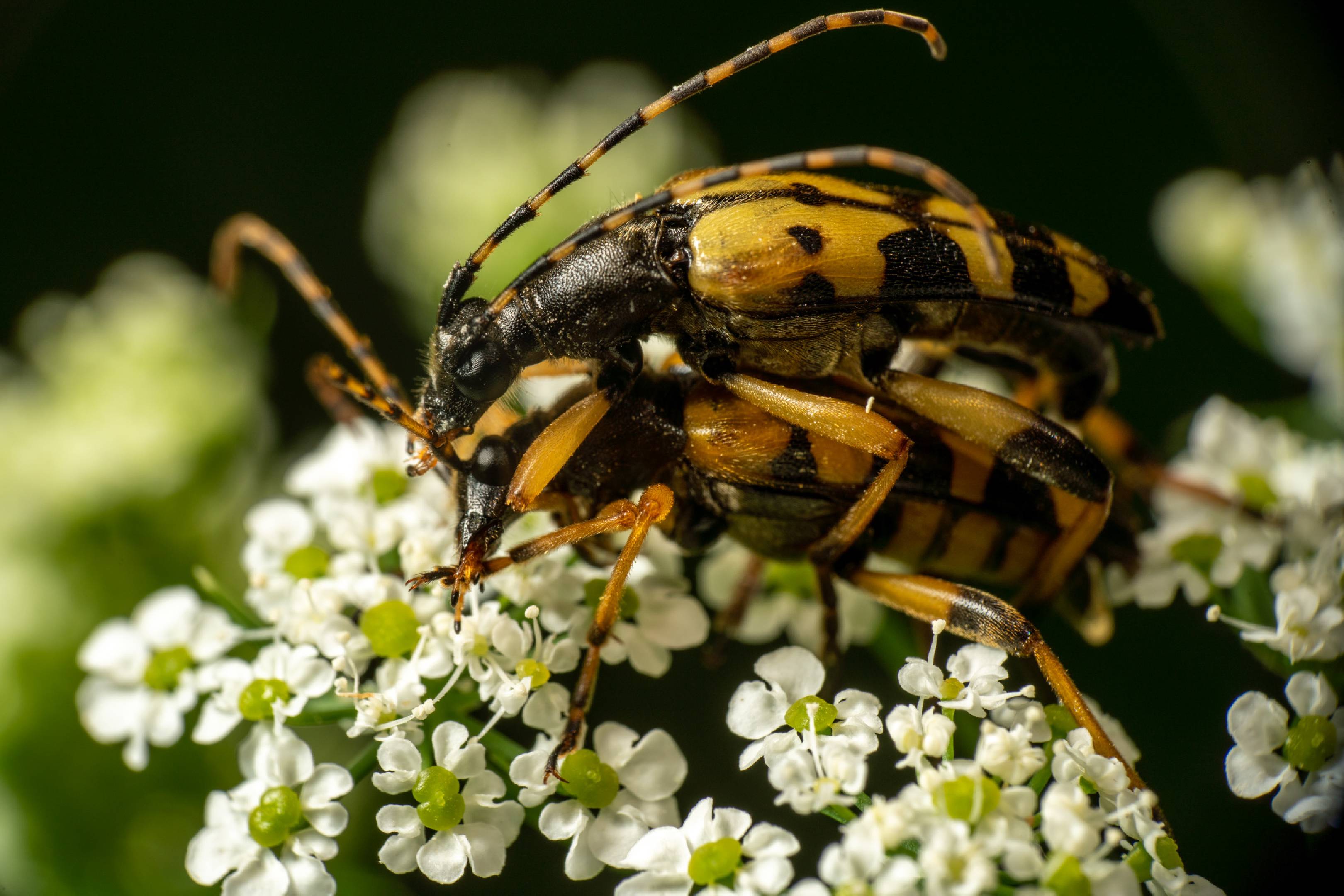 Spotted Longhorn Beetle | Spotted Longhorn Beetle