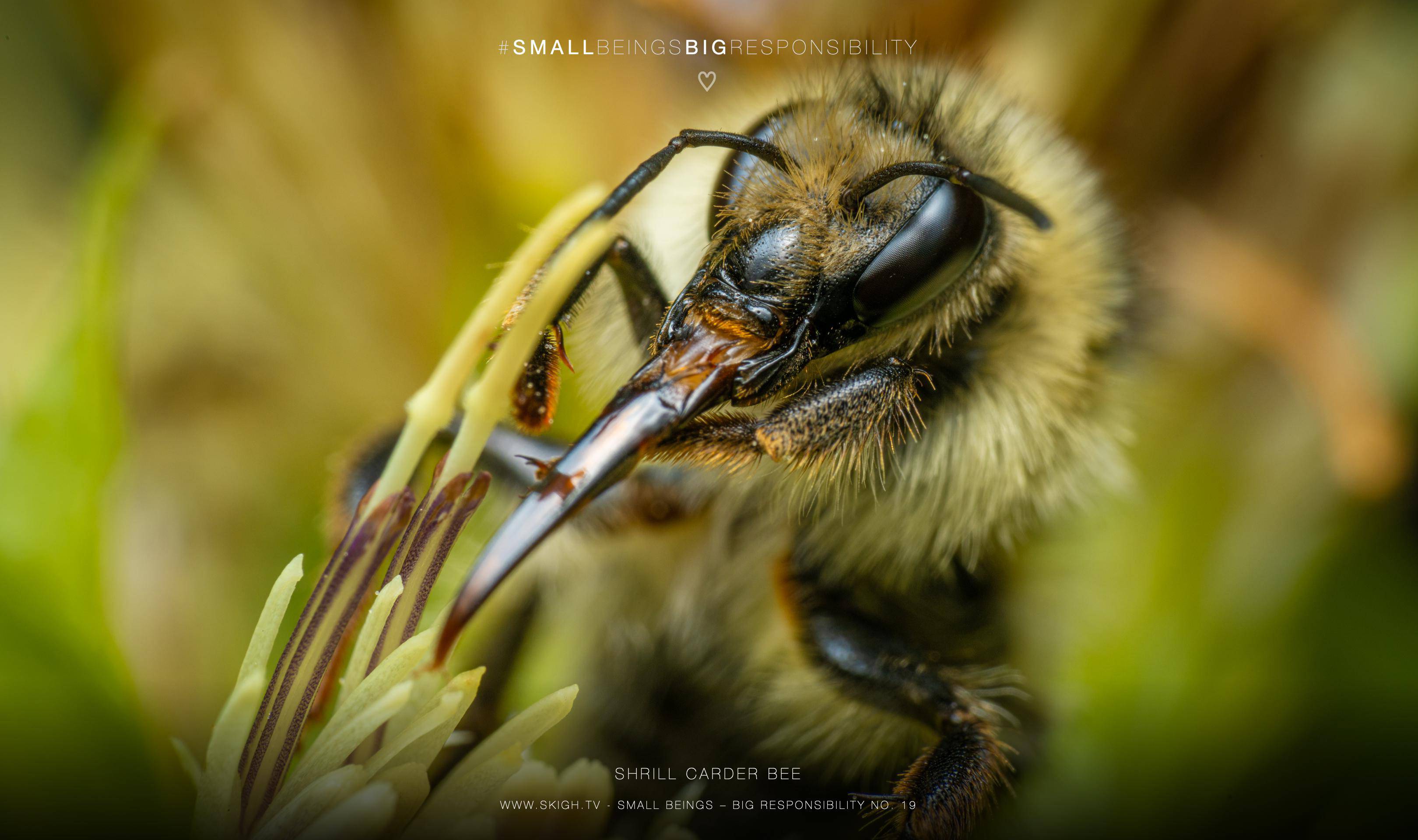 Shrill carder bee