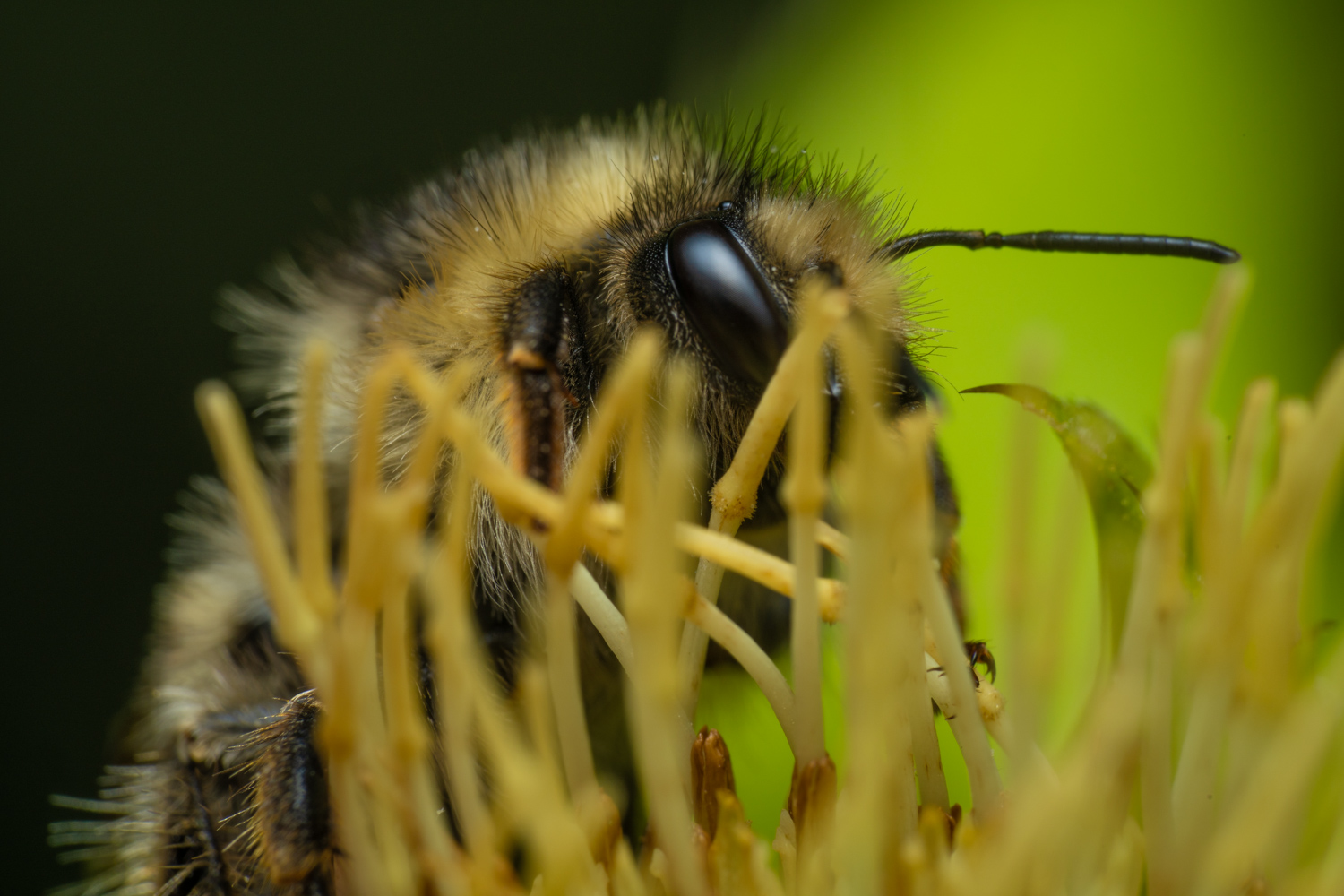 Shrill carder bee