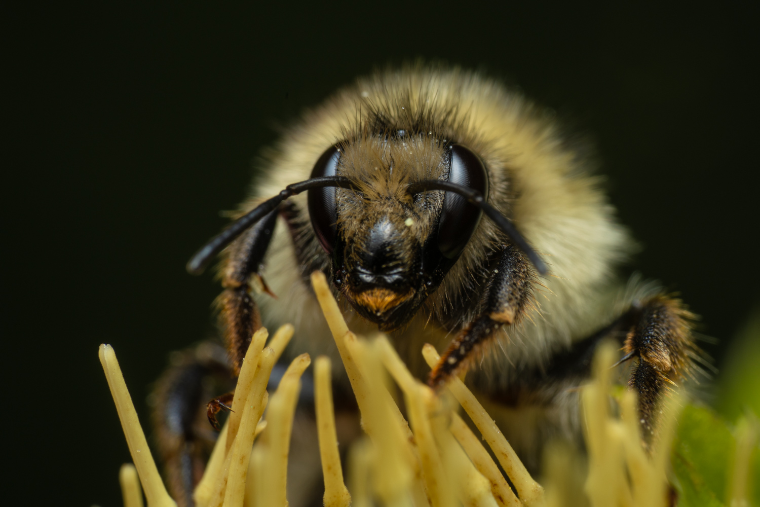 Shrill carder bee