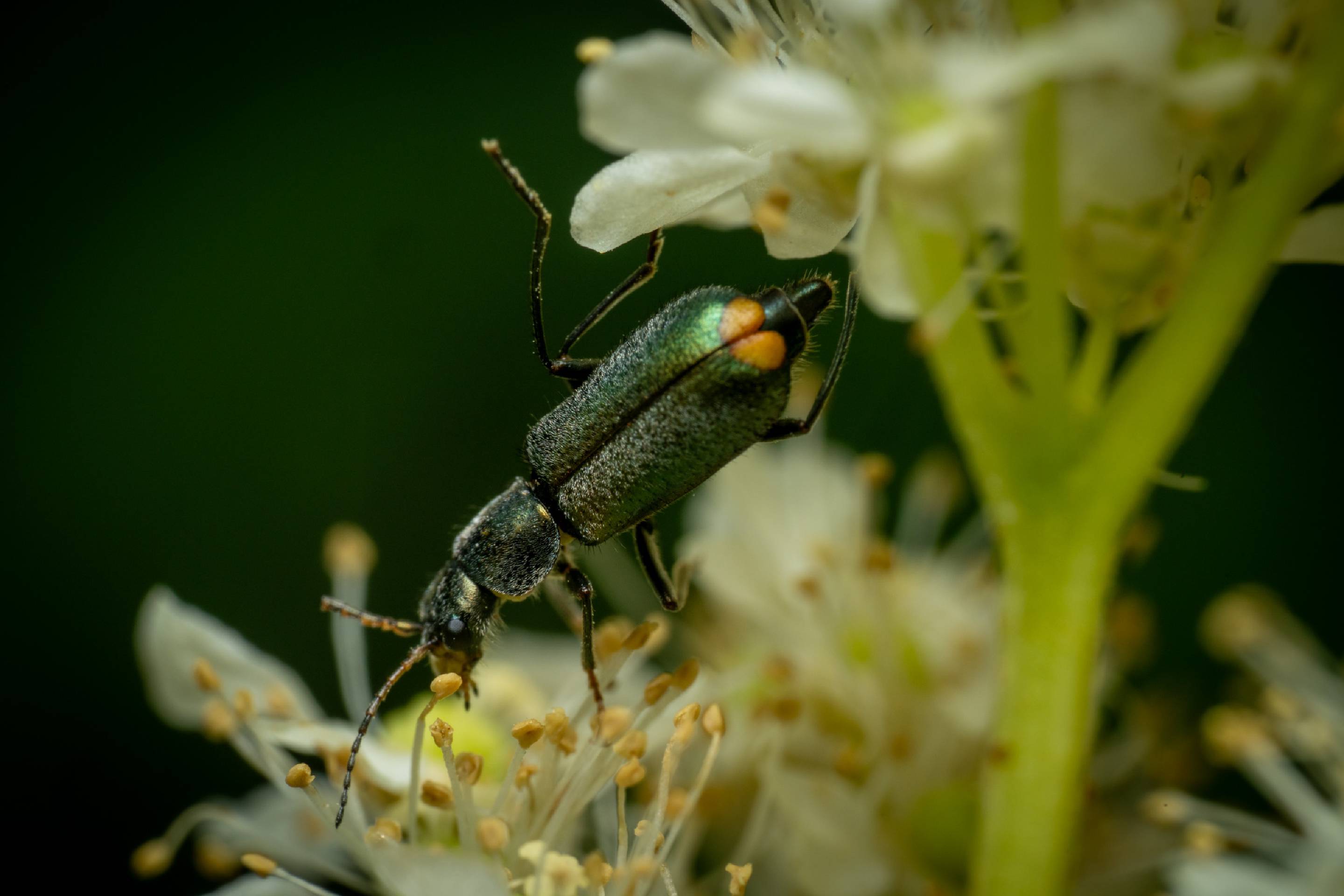 Common Malachite-beetle