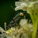 Common Malachite-beetle