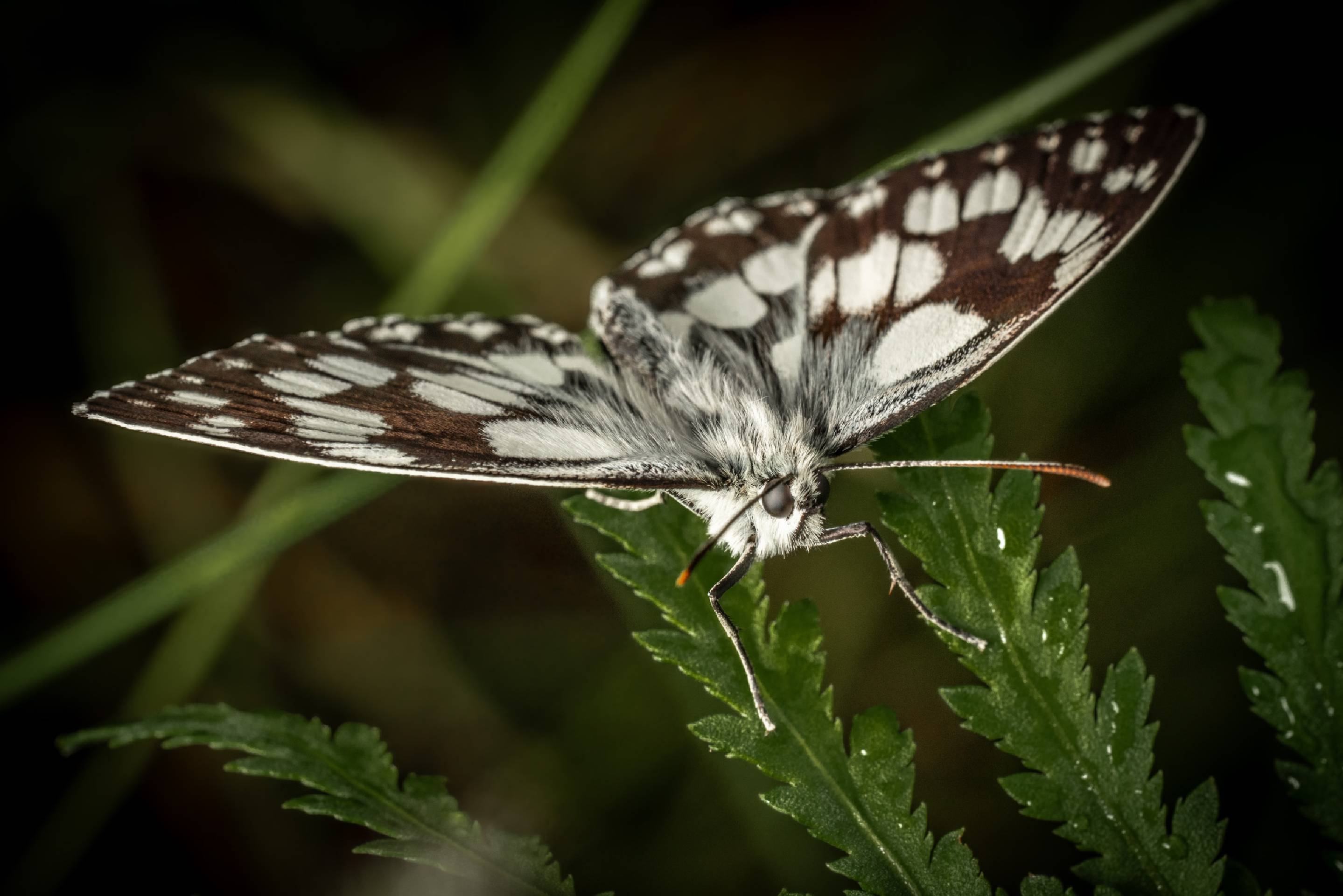 Marbled White