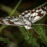 Marbled White