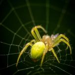 Cucumber Green Spider