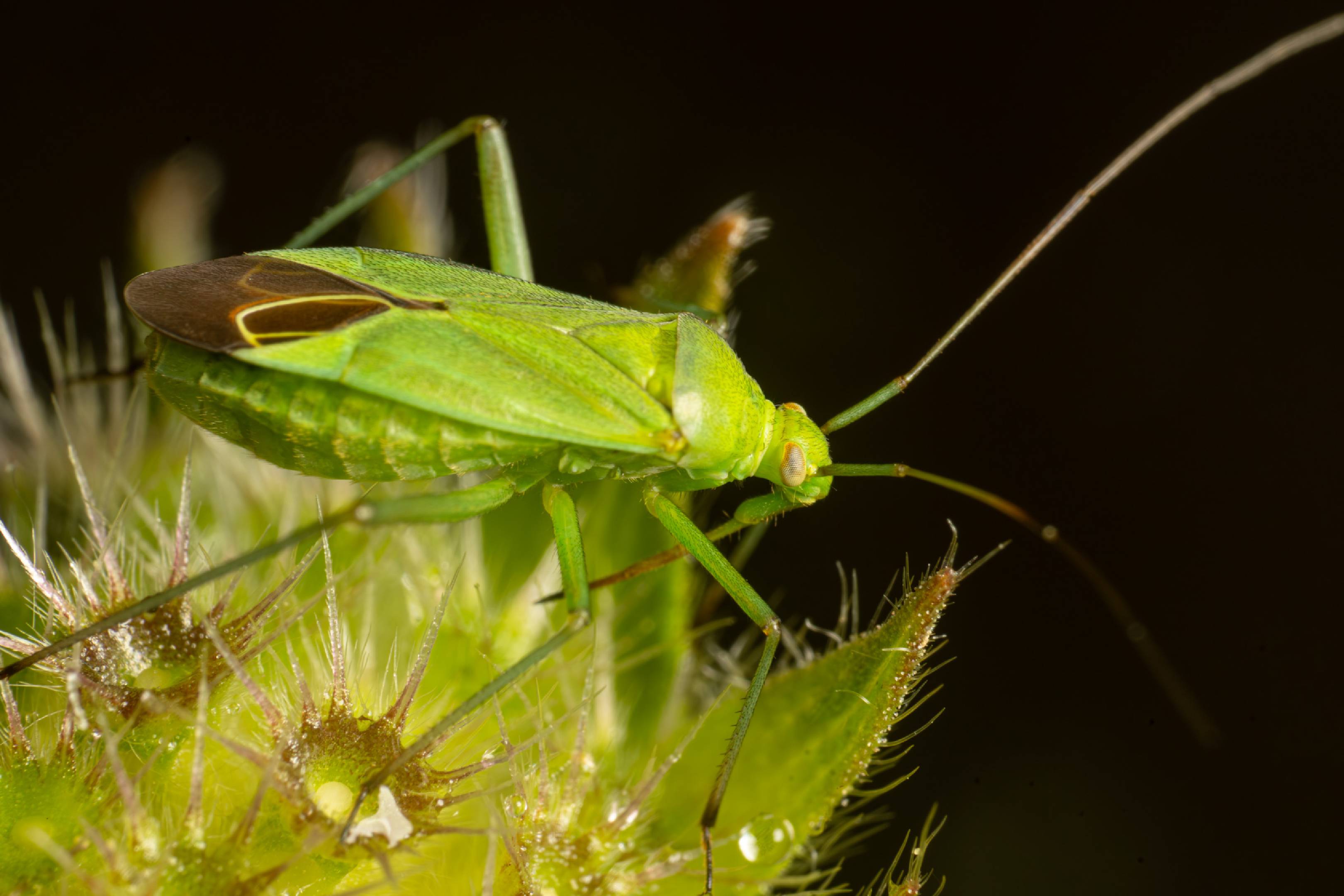 Common Green Capsid | Common Green Capsid