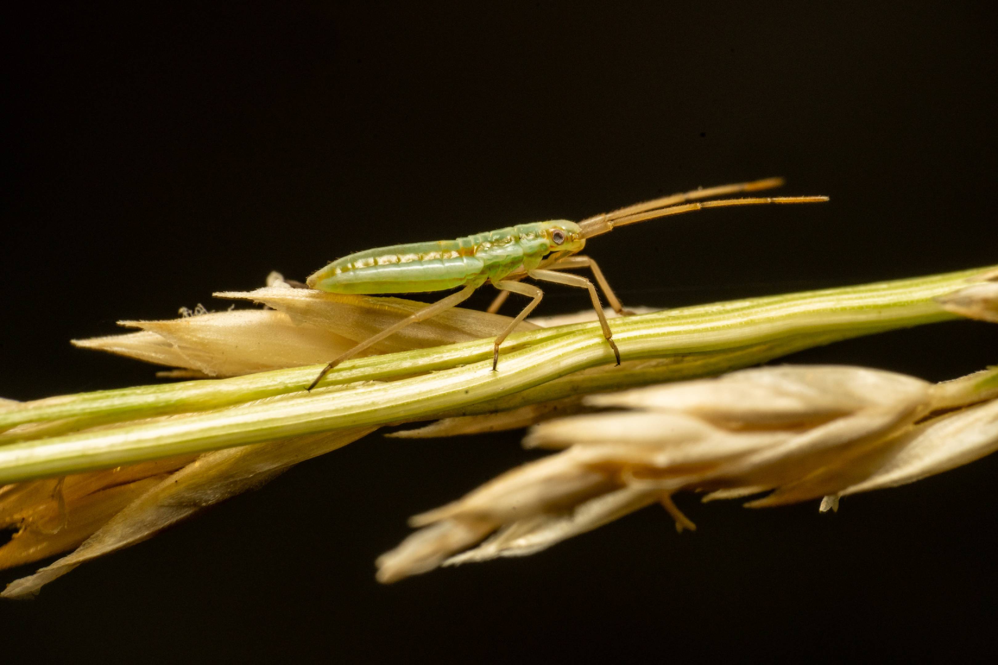 Trigonotylus ruficornis