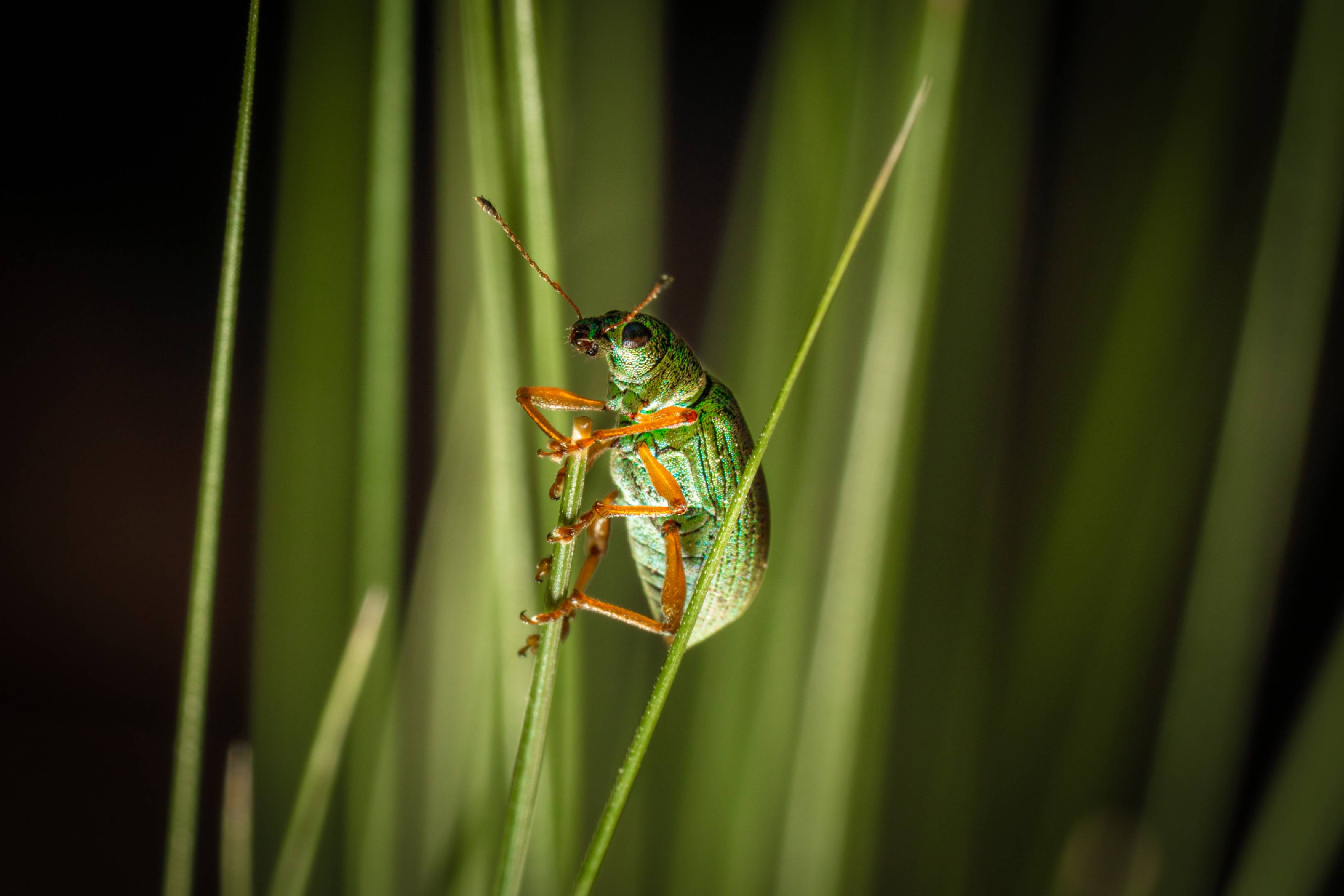 Green Immigrant Leaf Weevil