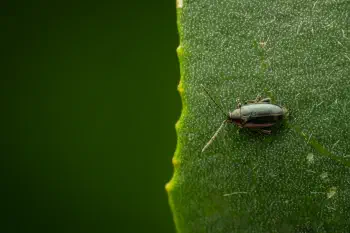 Phyllotreta nigripes