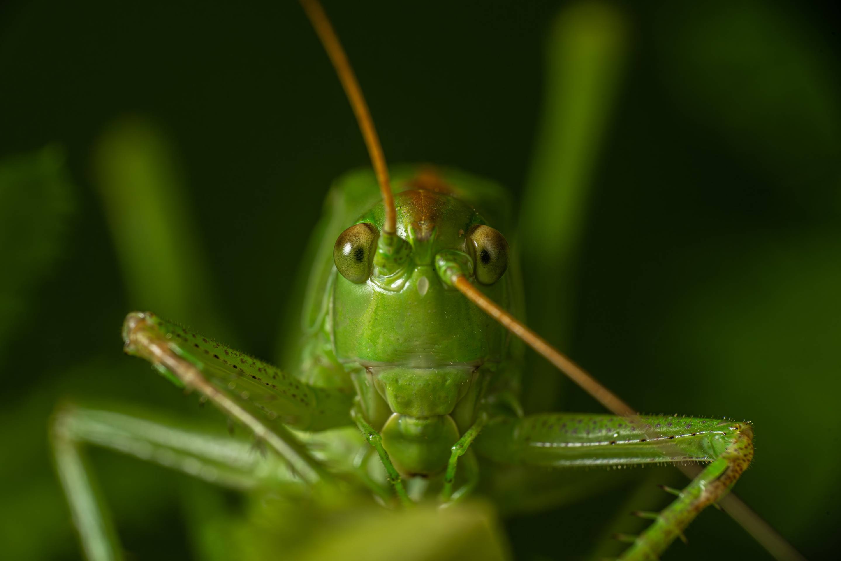 Great Green Bush-cricket