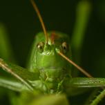 Great Green Bush-cricket