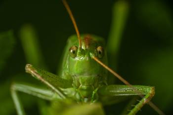 Great Green Bush-cricket