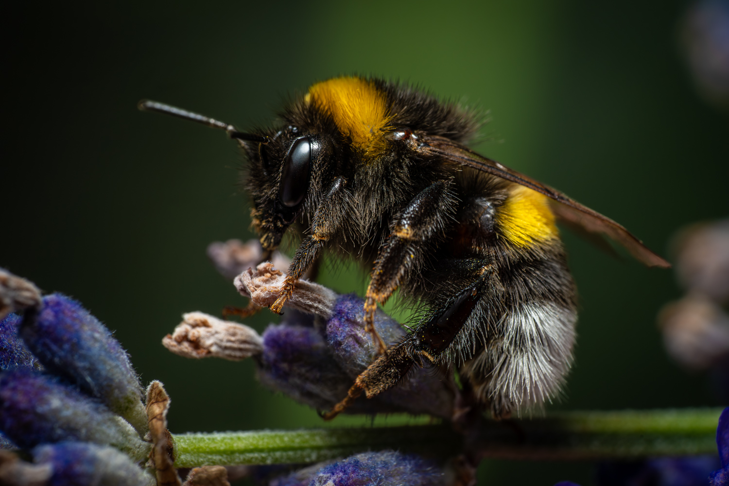 Garden bumblebee