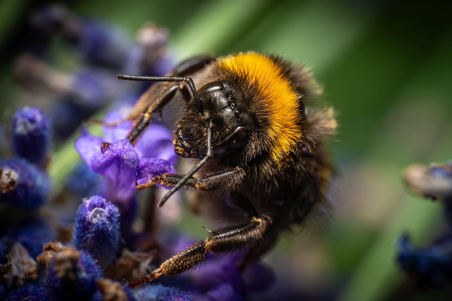 Garden bumblebee