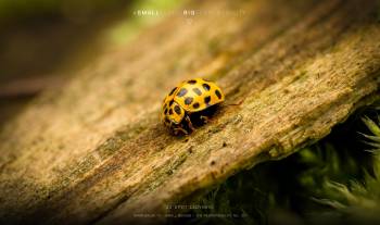 22-spot ladybird