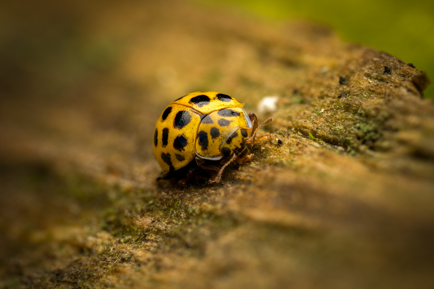 22-spot ladybird