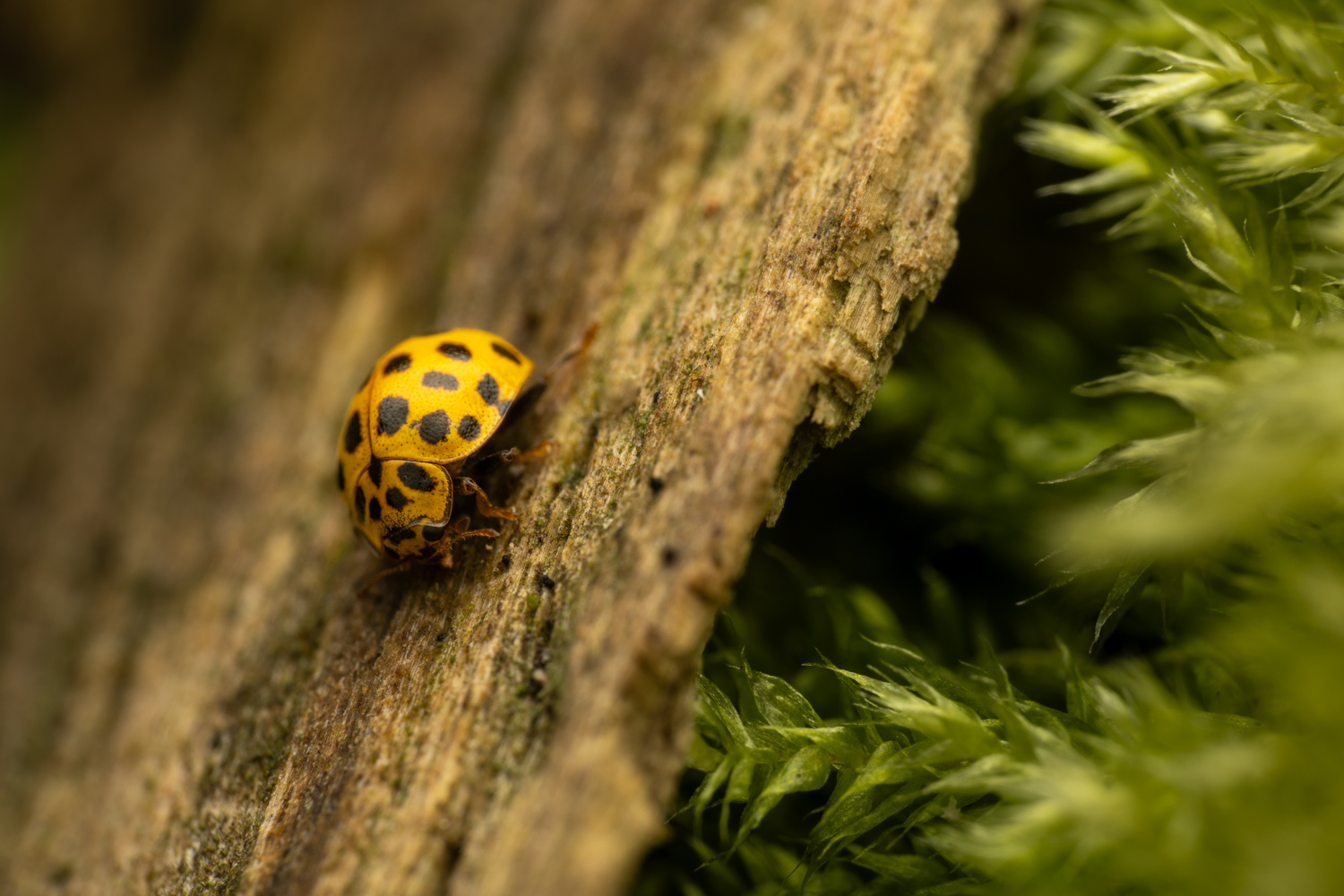 22-spot ladybird