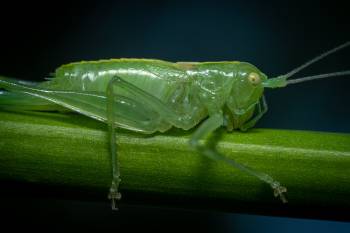 Southern Oak Bush-cricket