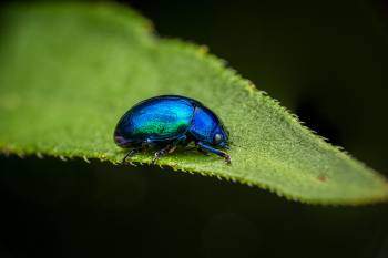 Mint beetle