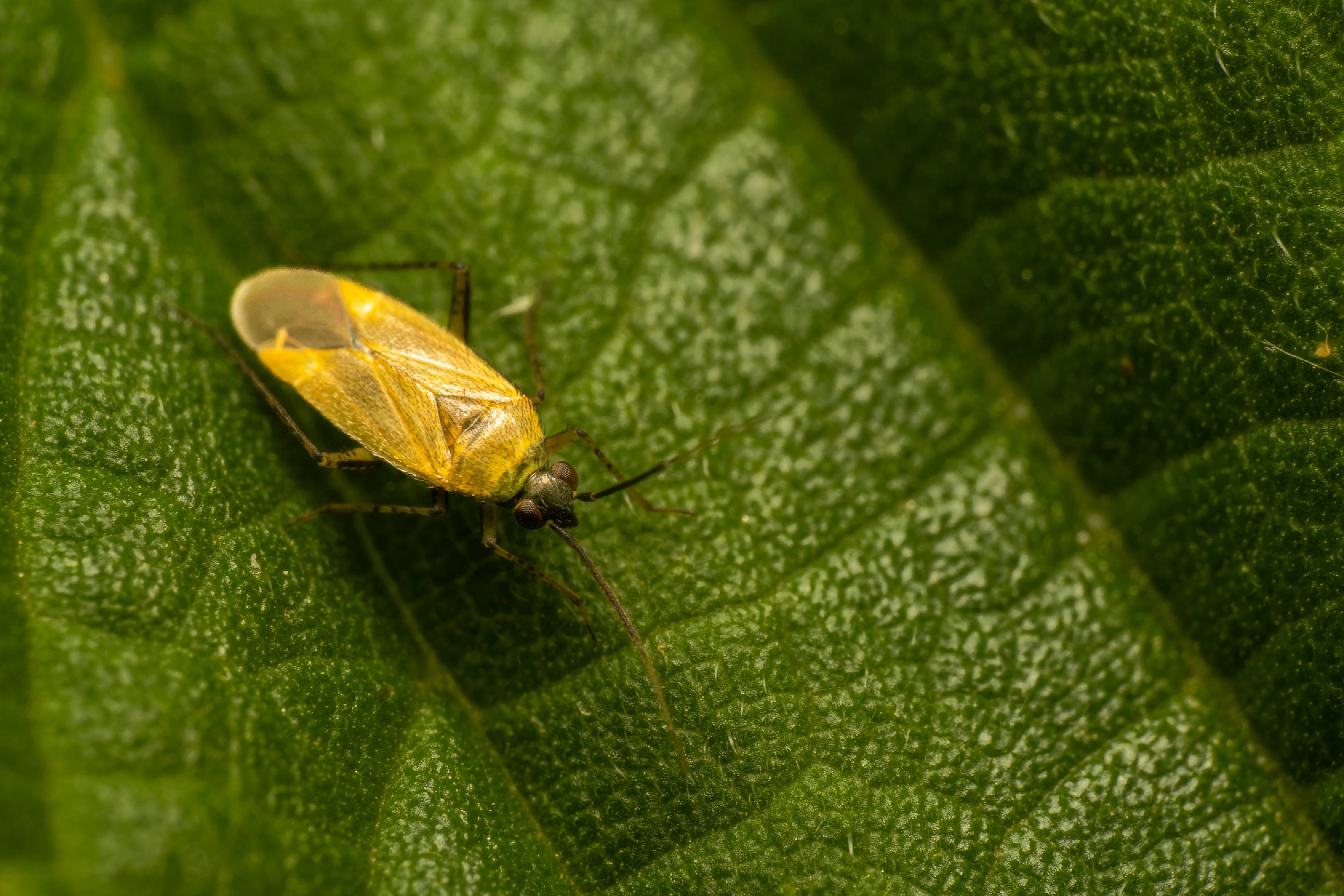 Common Nettle Flower Bug