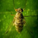 Tree Snipefly