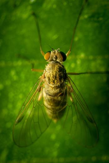 Tree Snipefly