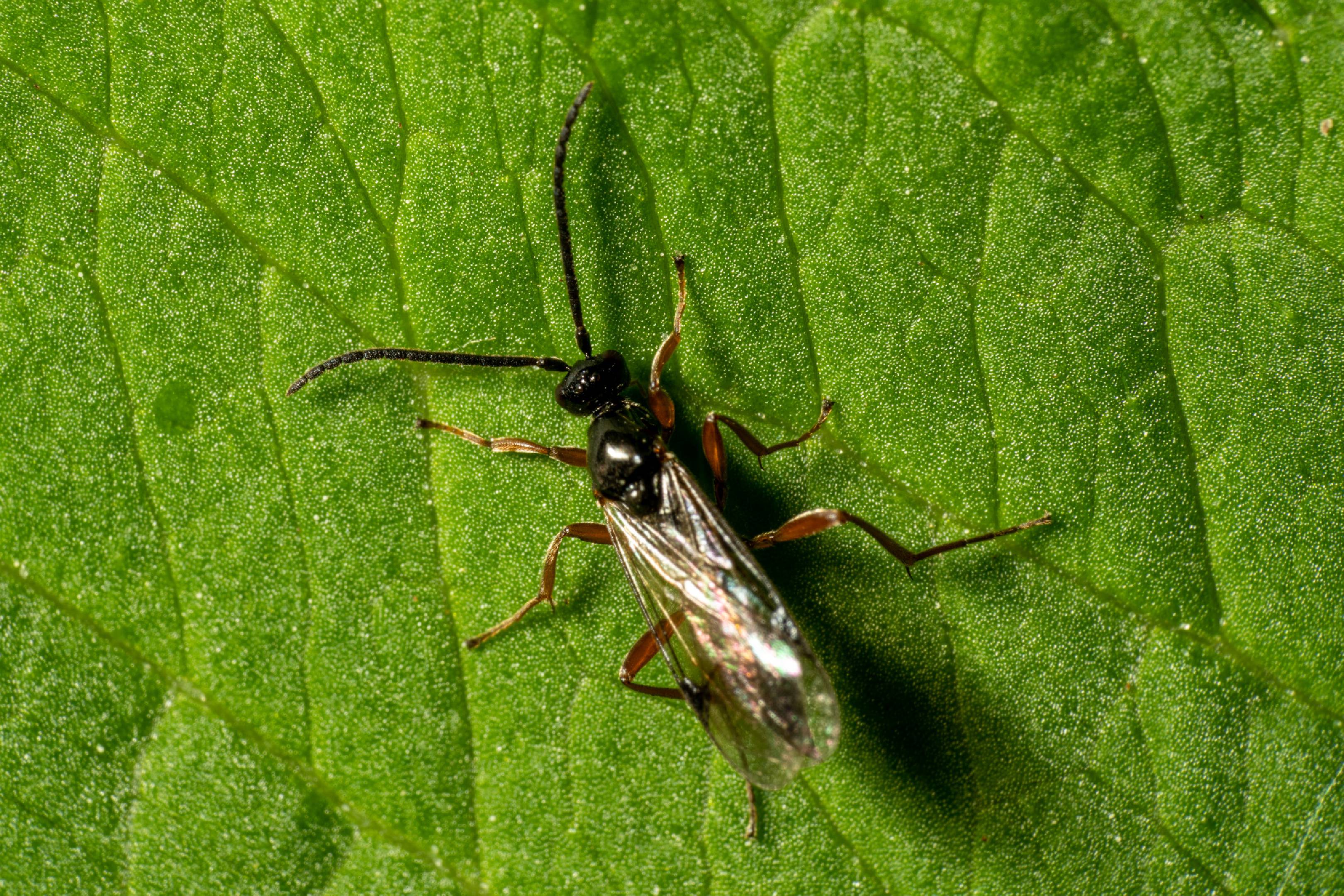 Black Slip Wasp