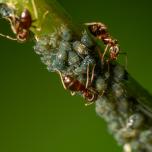 Brown Tree Ant