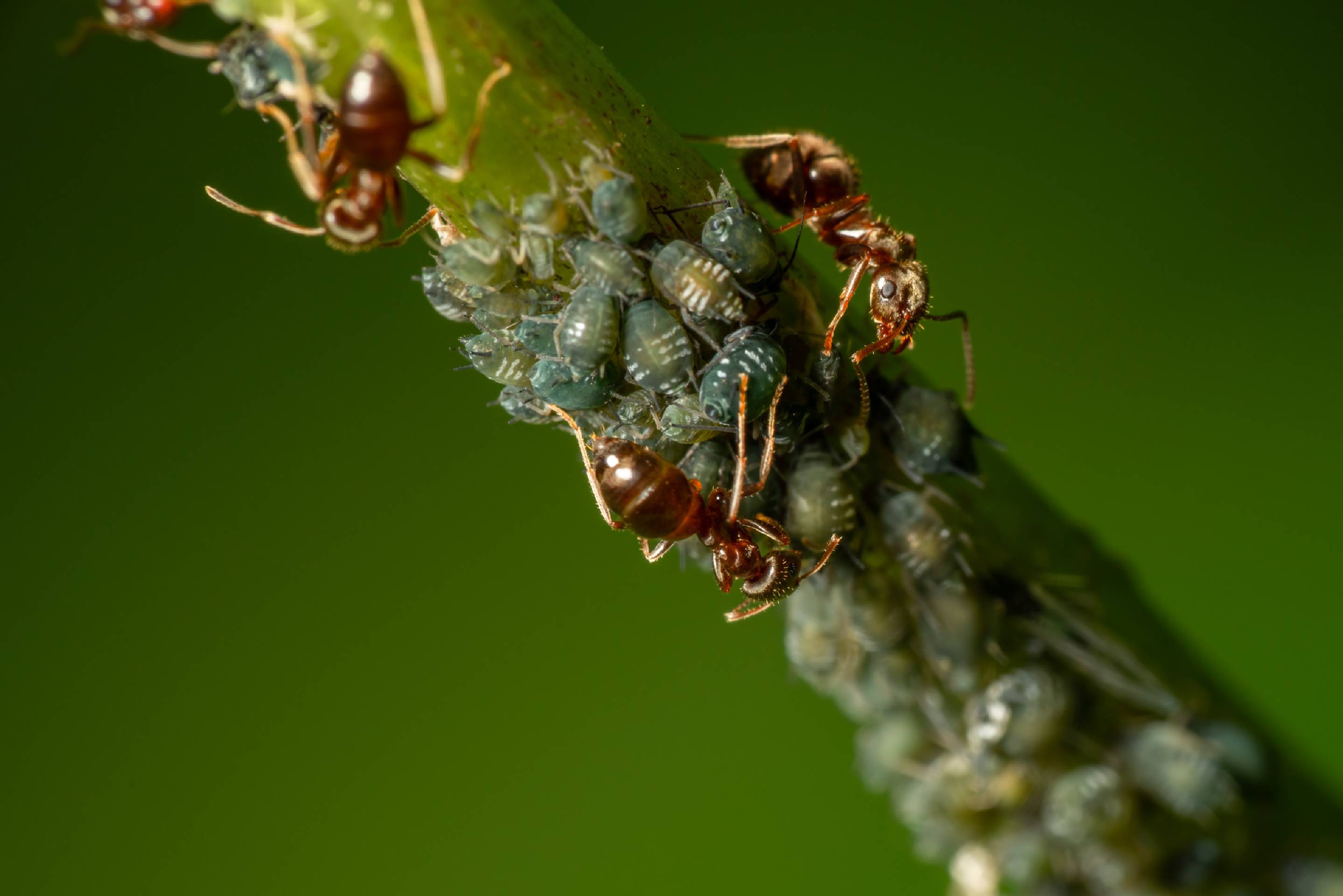 Brown Tree Ant