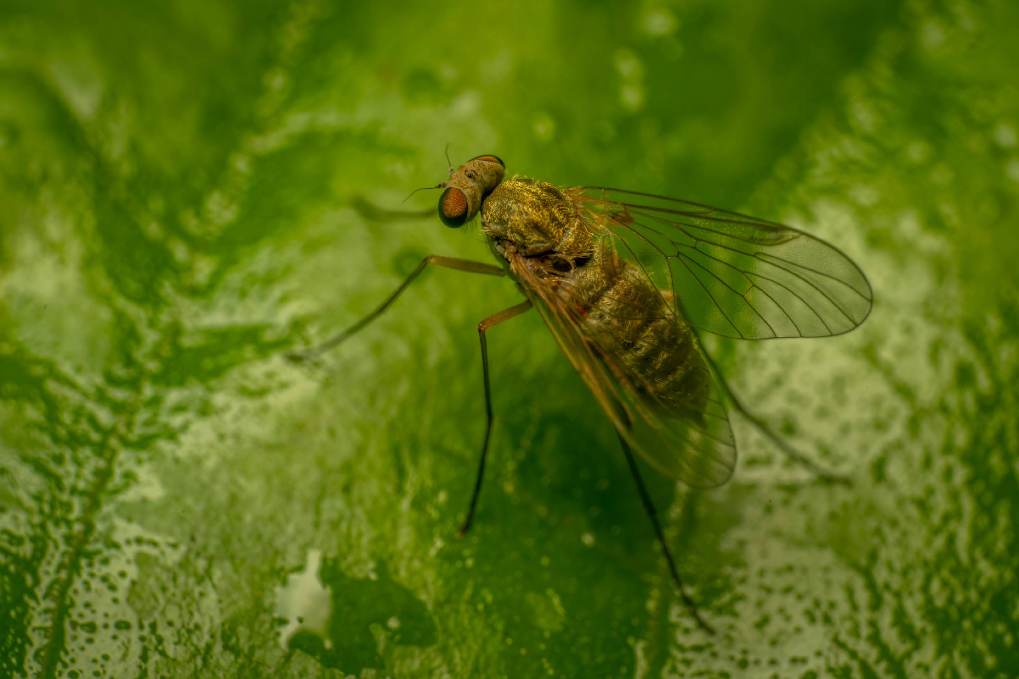 Tree Snipefly