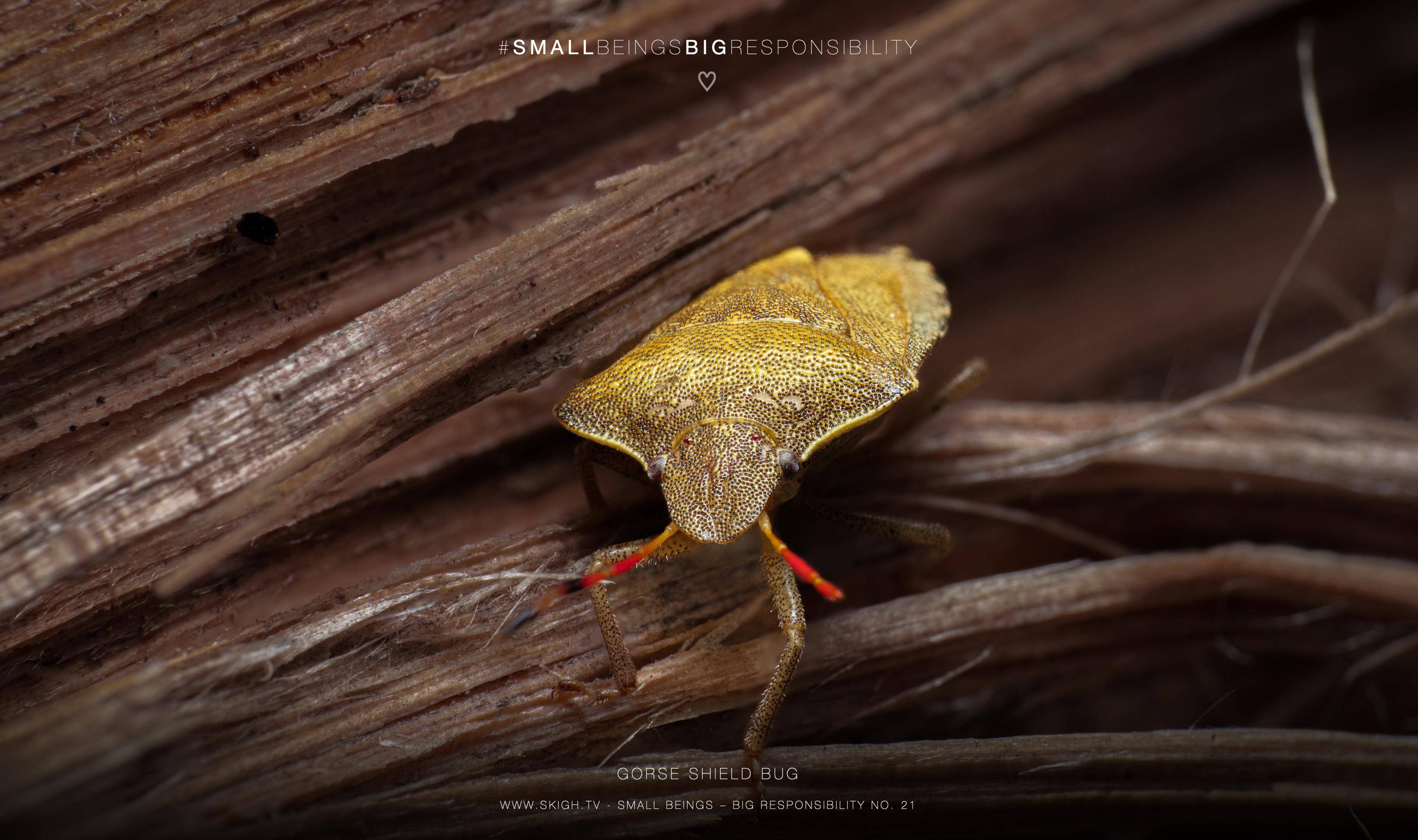 Gorse shield bug