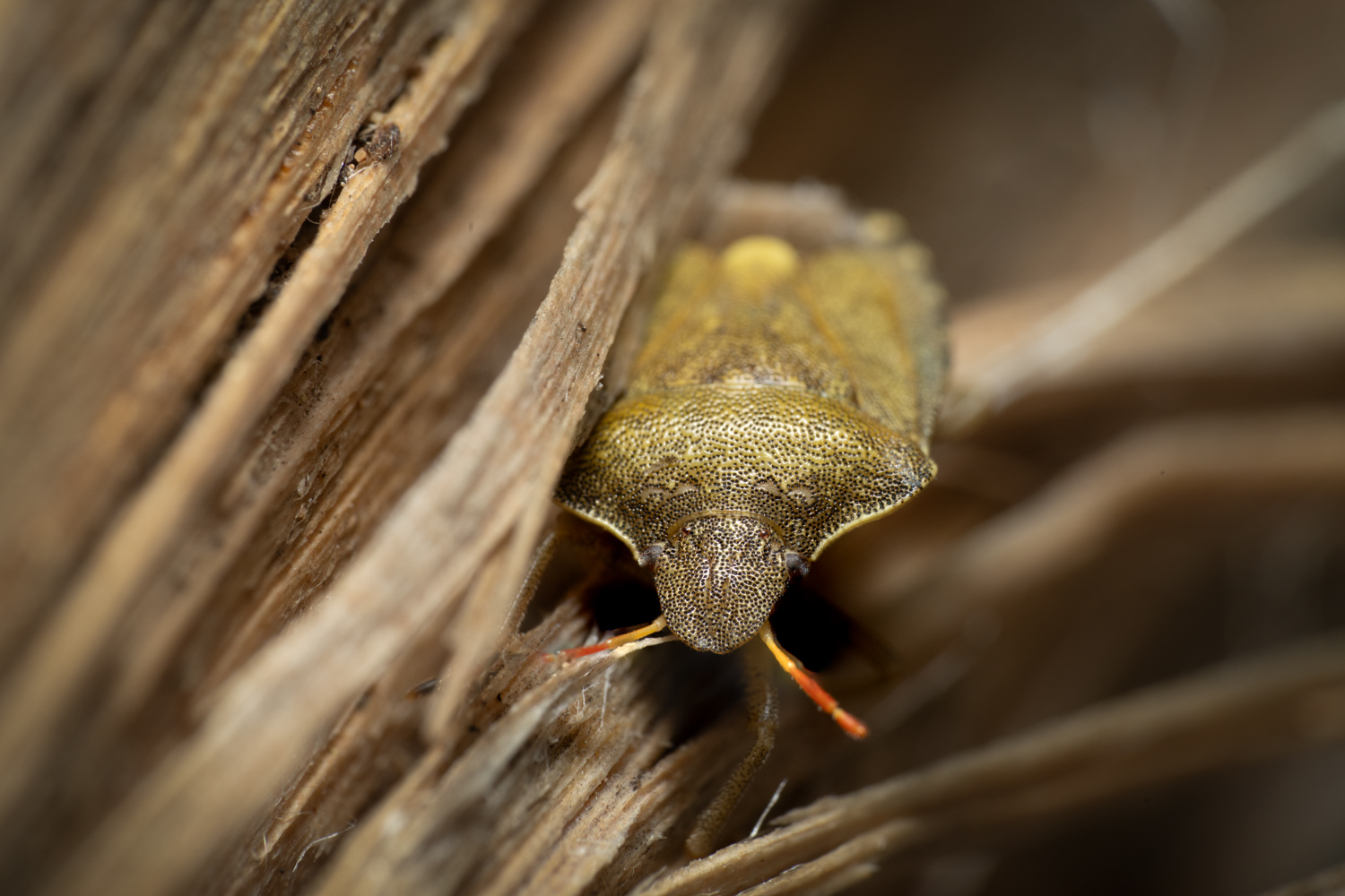 Gorse shield bug